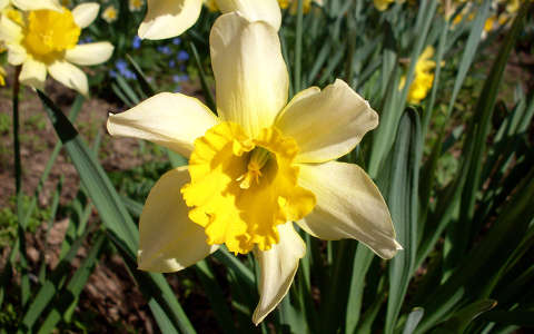 nárcisz, a tavasz egyik első hírnöke