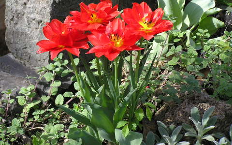 Tulipán