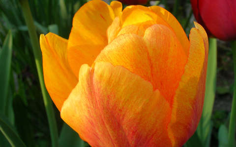 Narancs tulipán