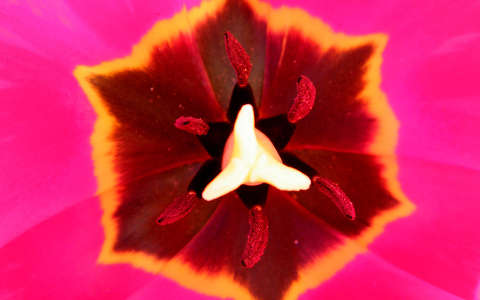 tulipán