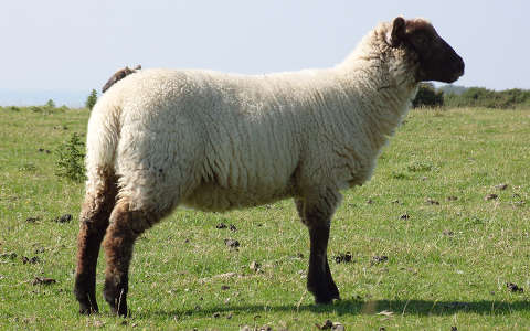 bárány háziállat juh