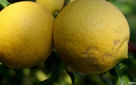 citrom gyümölcs