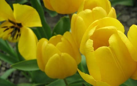 tulipánok