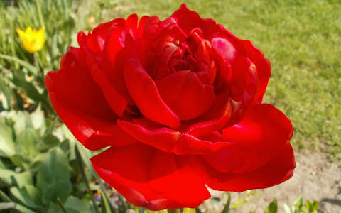 rózsa