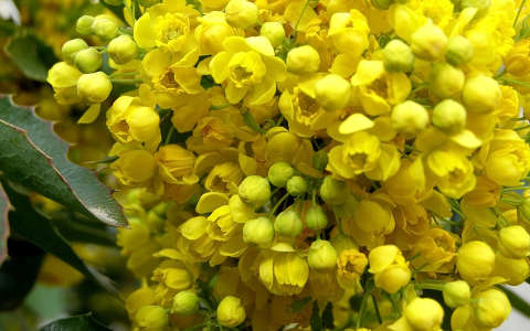 Mahónia