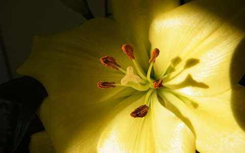 liliom