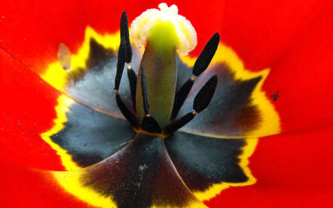 tulipán