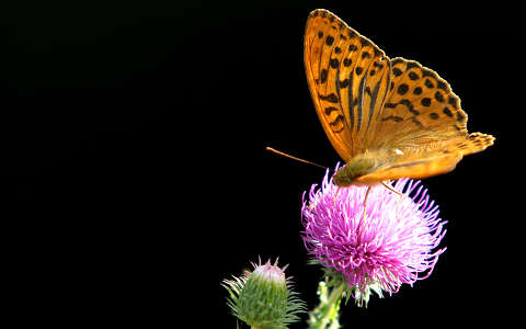 bogáncs címlapfotó lepke vadvirág