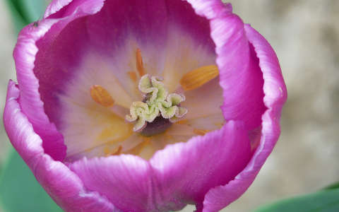 Tulipán, bibe, porzó, Zalátán