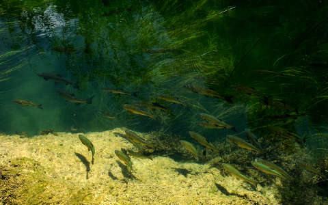 Horvátország - a Krka folyó halai