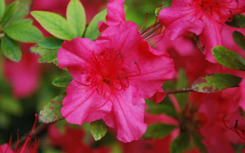 rododendron