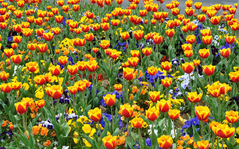 Pécsi tulipánok