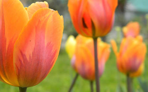 tulipán