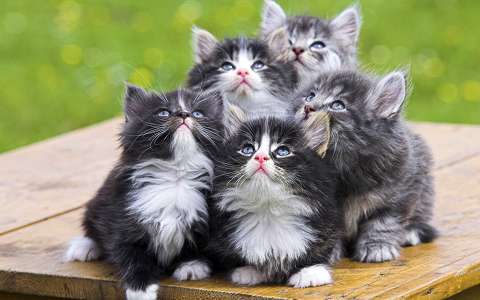 címlapfotó macska állatkölyök