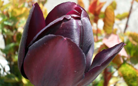 Fekete tulipan