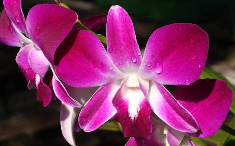 orchidea vízcsepp