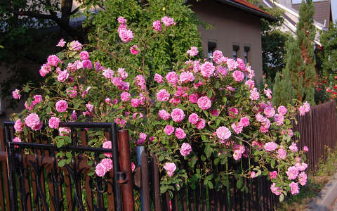 címlapfotó kapu rózsa