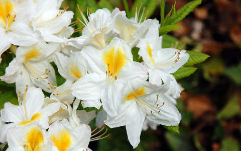 címlapfotó rododendron
