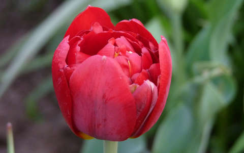 tulipán