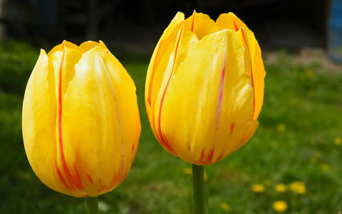tulipán