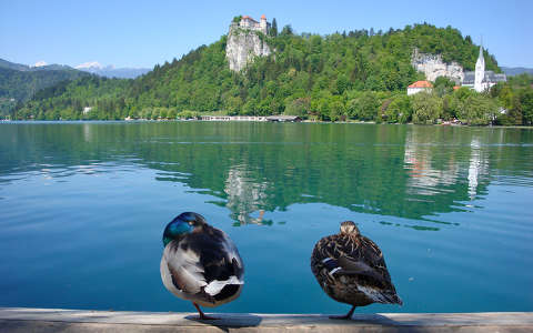Szlovénia Bledi-tó kacsák
