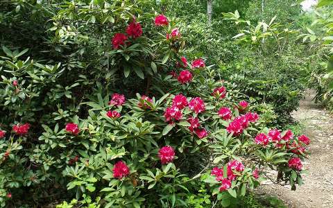 rododendron