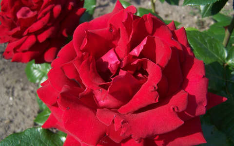 rózsa