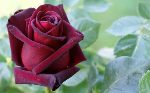 bimbó rózsa valentin