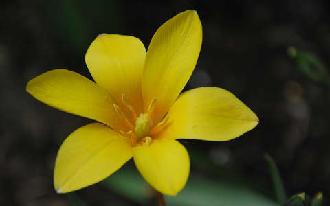tulipán