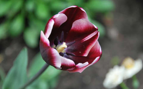 tulipán