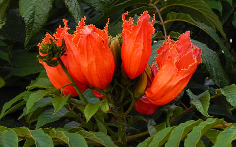 Afrikai tulipánfa virága Madeirán