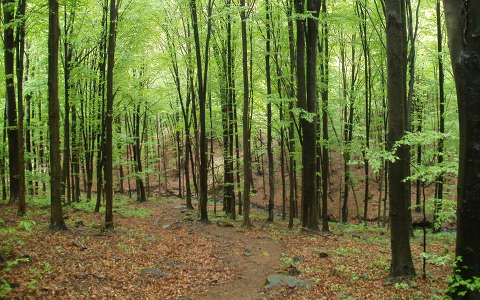 címlapfotó erdő fa tavasz
