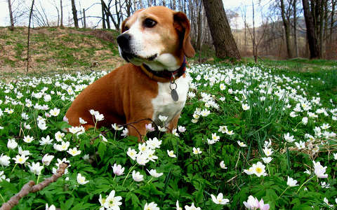 címlapfotó kutya vadvirág virágmező