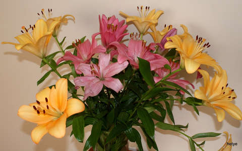 liliom nyári virág névnap és születésnap virágcsokor és dekoráció