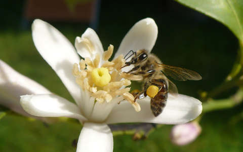 Méh a citrom virágán