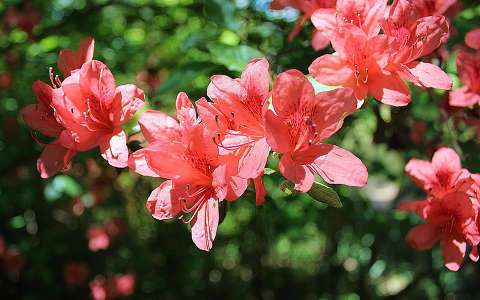 Magyarország, Kám, Jeli arborétum, rododendron