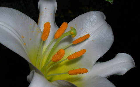Liliom