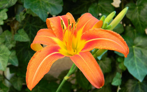 liliom