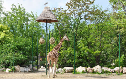 Zsiráf, Fővárosi Állat- és Növénykert, Budapest