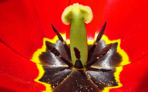 tulipán