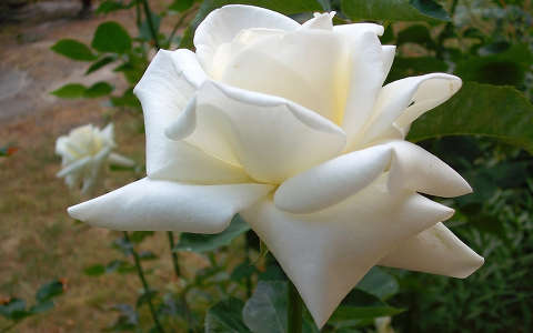 Fehér rózsa - fotó: Kőszály