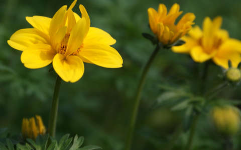 Bidens-yellow crown (egynyári)