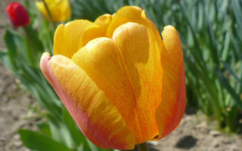 Tulipán