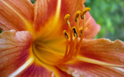 Liliom