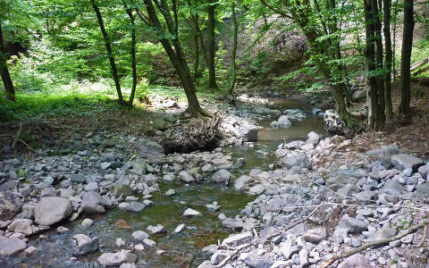 erdő patak