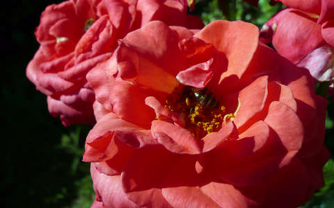 rózsa