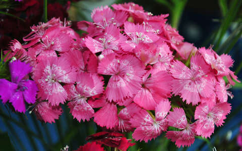 Törökszegfű (Dianthus barbatus)