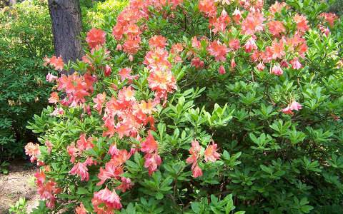 kertek és parkok rododendron