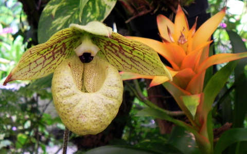 lándzsarózsa orchidea trópusi virág