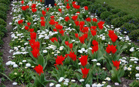 kertek és parkok százszorszép tulipán